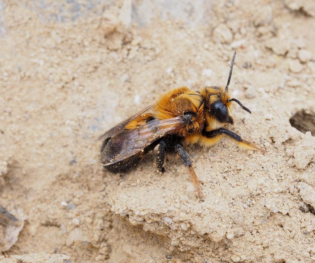 Cosa potrebbe essere? Palla sabbiosa (ma dura) con i buchi